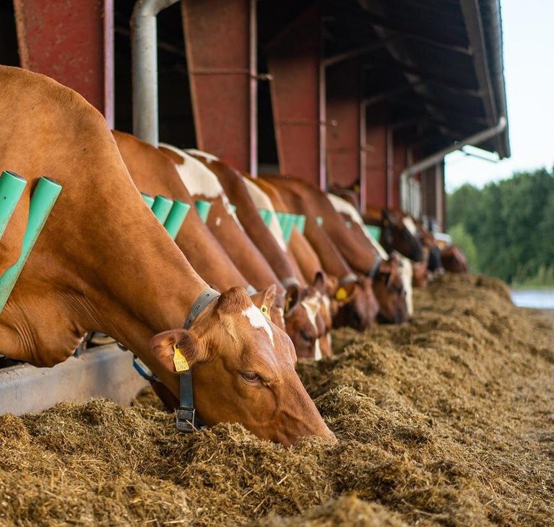 Assorted organic dairy products including milk, yogurt, and butter arranged on table